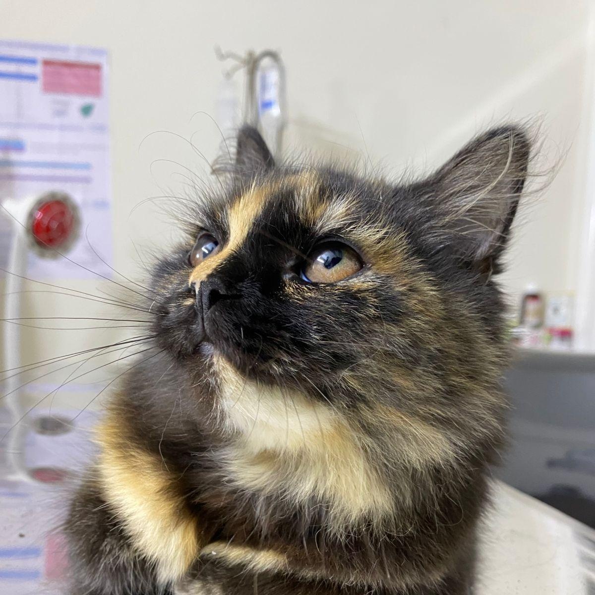 Enlarge Dora, a ADOPTABLE mixed breed in North York, ON image 1/5