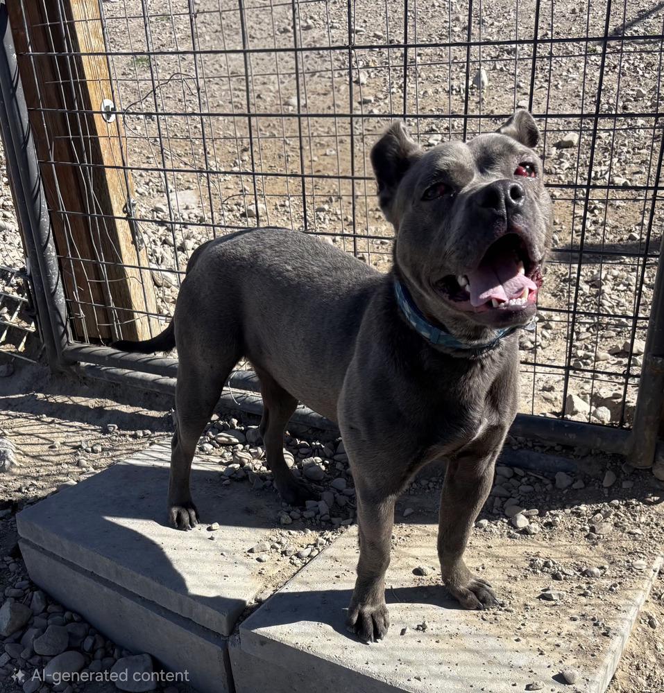 Bullet, Adoptable, Puppy Male Pit Bull Terrier.