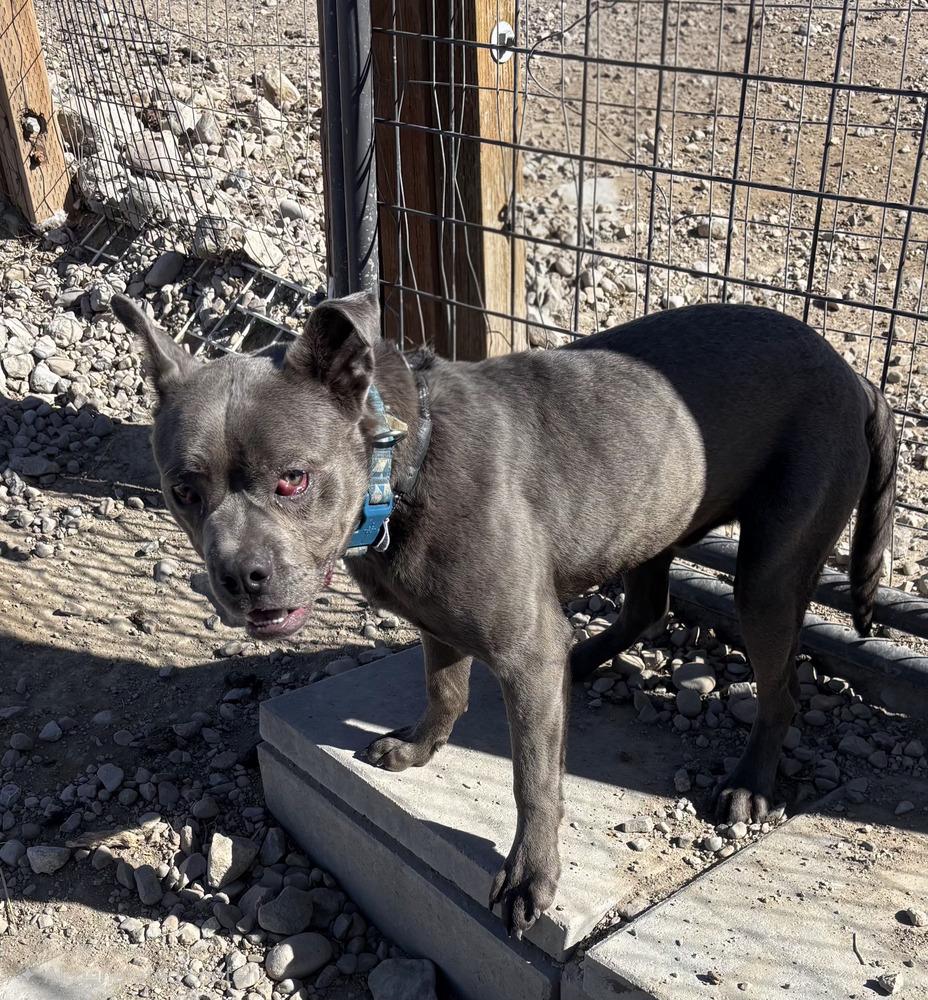 Enlarge Bullet, a Adoptable mixed breed in Draper, UT image 2/3