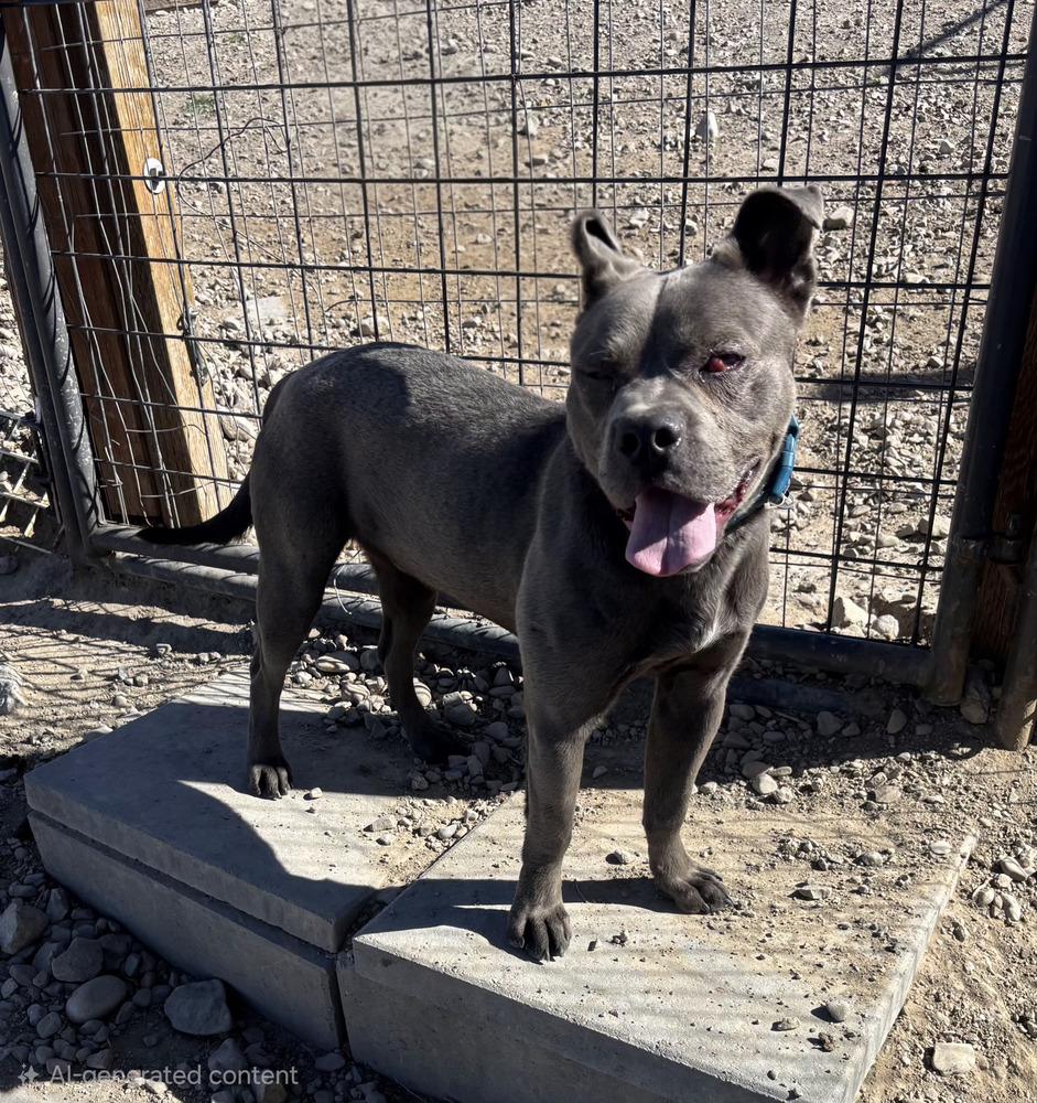 Enlarge Bullet, a Adoptable mixed breed in Draper, UT image 3/3