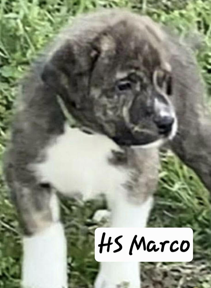 Enlarge HS Marco aka Tank, a Adoptable mixed breed in Warrenton, MO image 1/4