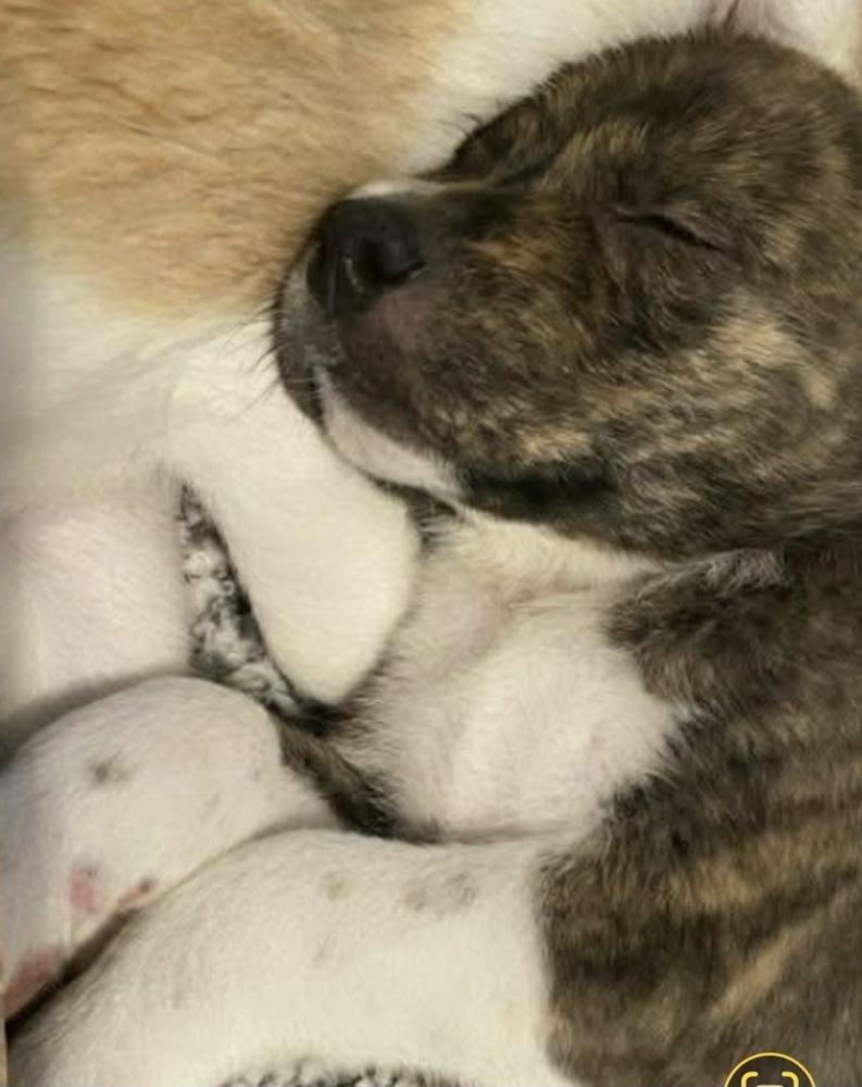 Enlarge HS Marco aka Tank, a Adoptable mixed breed in Warrenton, MO image 2/4