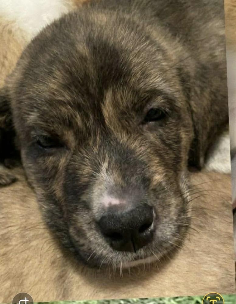 Enlarge HS Marco aka Tank, a Adoptable mixed breed in Warrenton, MO image 4/4