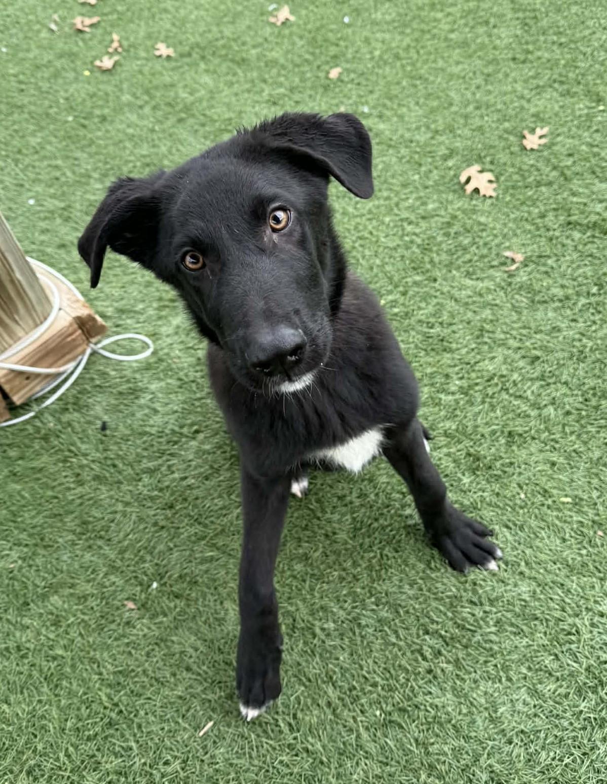 Enlarge Coal, a Adoptable mixed breed in Sparta, WI image 4/5