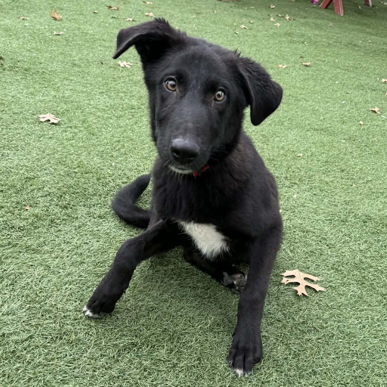 Enlarge Coal, a Adoptable mixed breed in Sparta, WI image 2/5