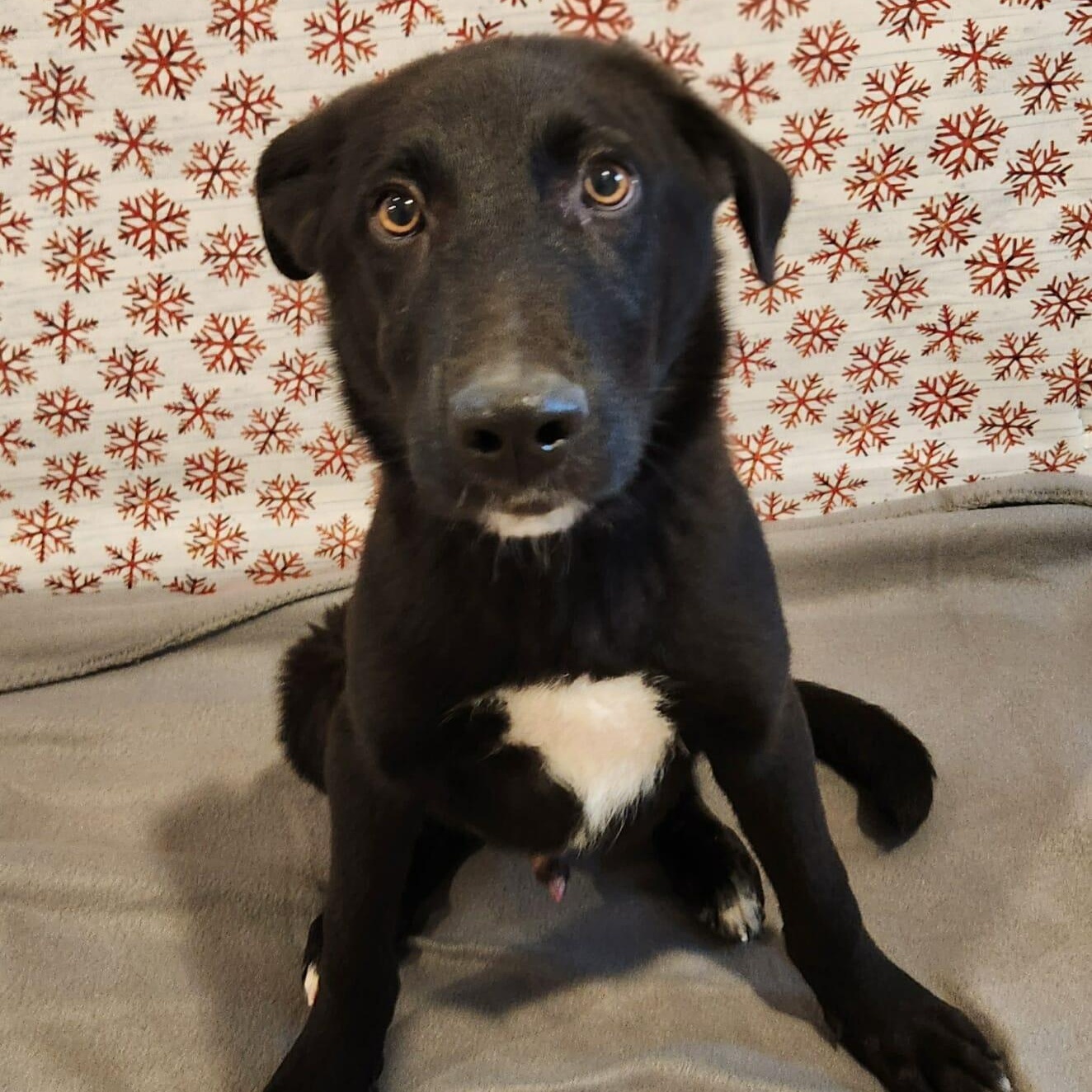 Enlarge Coal *In Foster Care! , a Adoptable mixed breed in Sparta, WI image 1/5