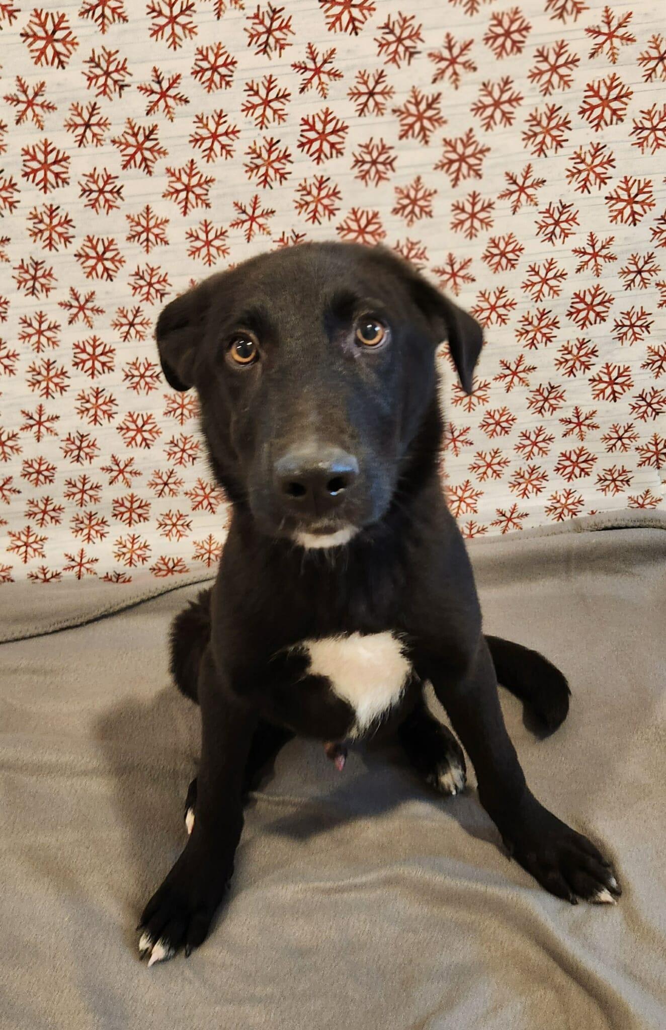 Enlarge Coal, a Adoptable mixed breed in Sparta, WI image 3/5