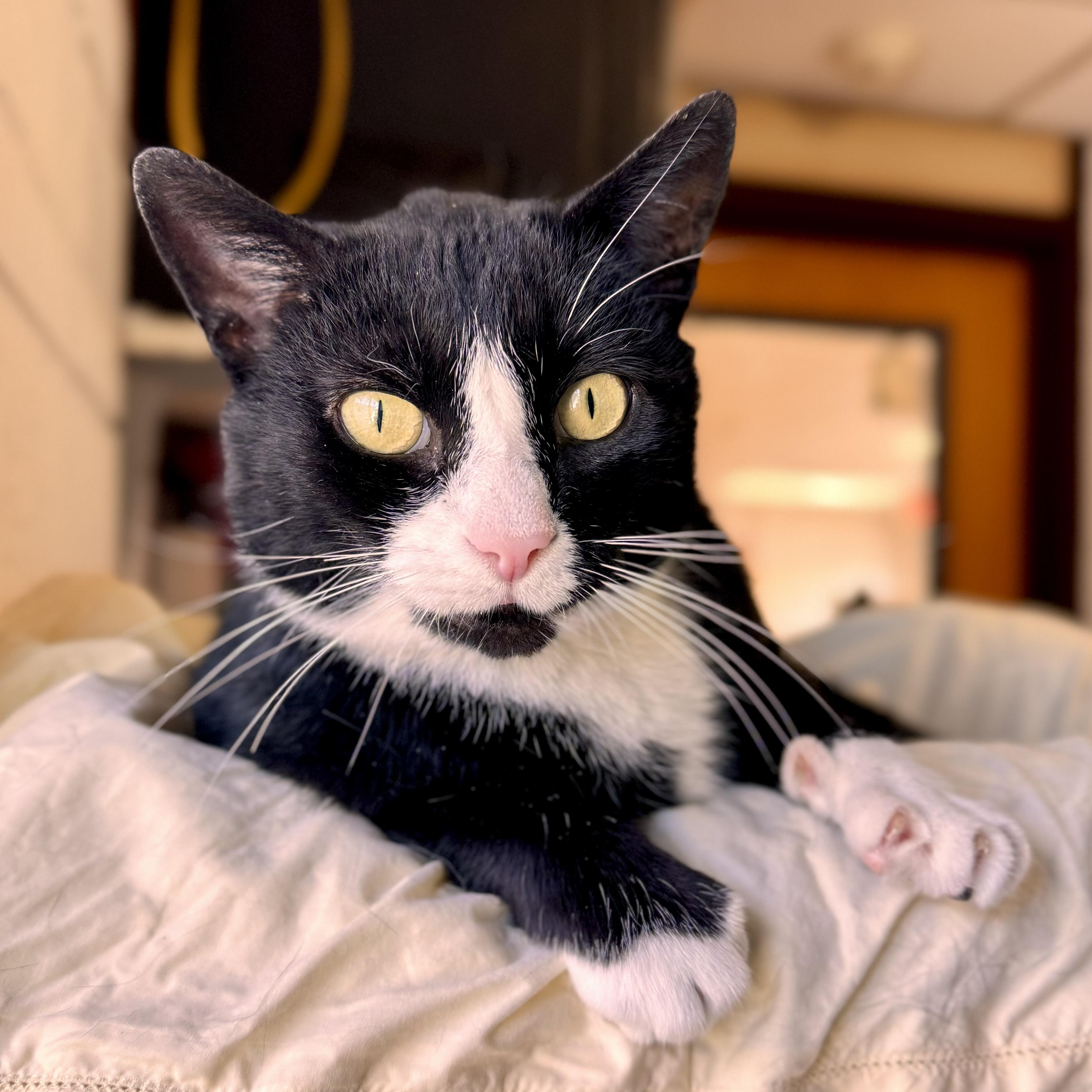 Catsino, adopted, Young Female Domestic Short Hair.