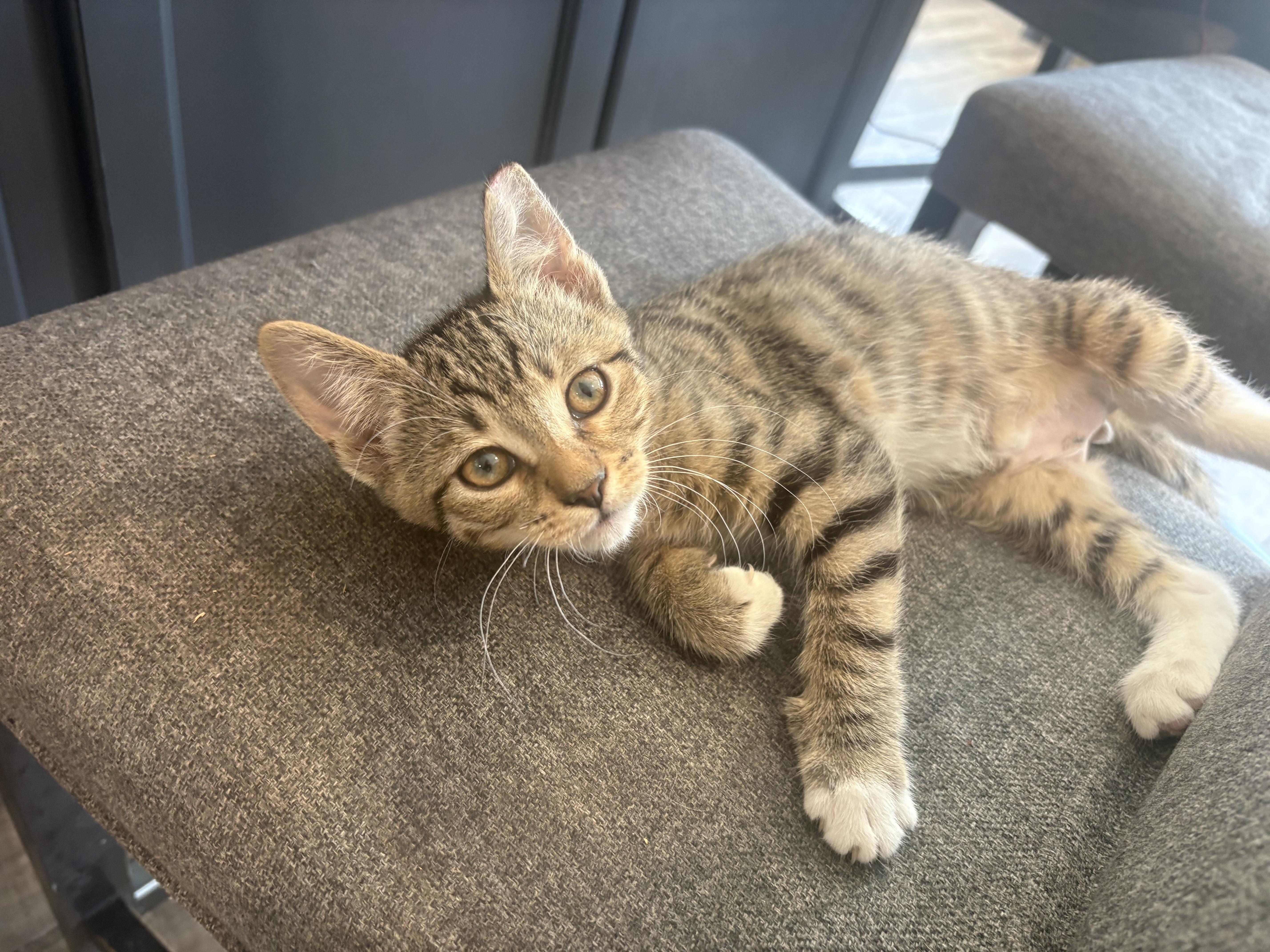 Junior, a ADOPTABLE Domestic Short Hair in Phoenix, AZ image 2/2
