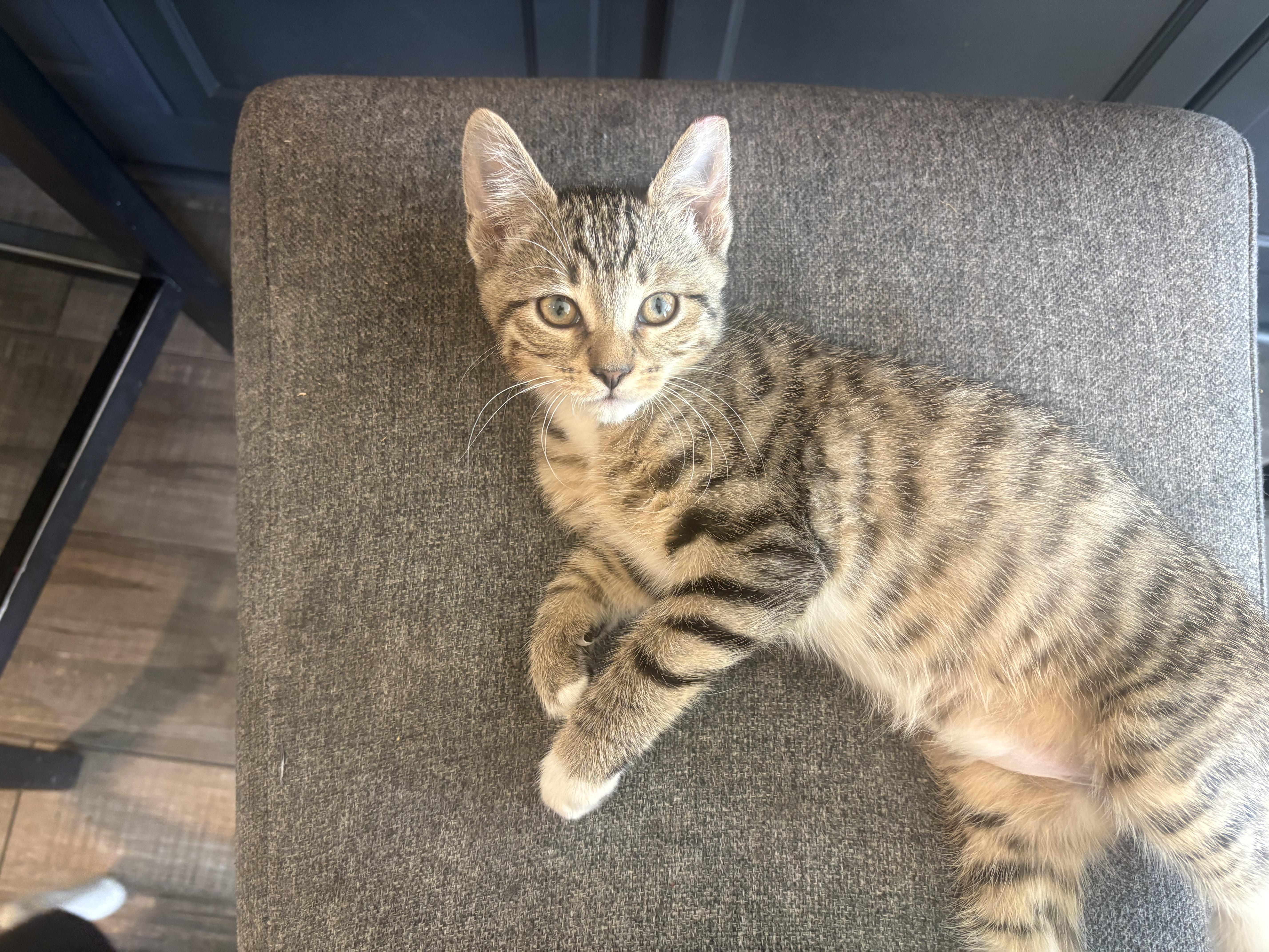 Junior, ADOPTABLE, Young Male Domestic Short Hair.