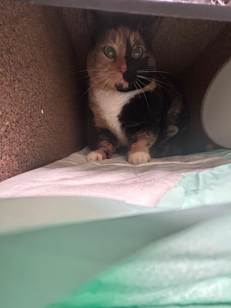 Enlarge Bell Calico Trap, a Adoptable mixed breed in Morgantown, KY image 1/1