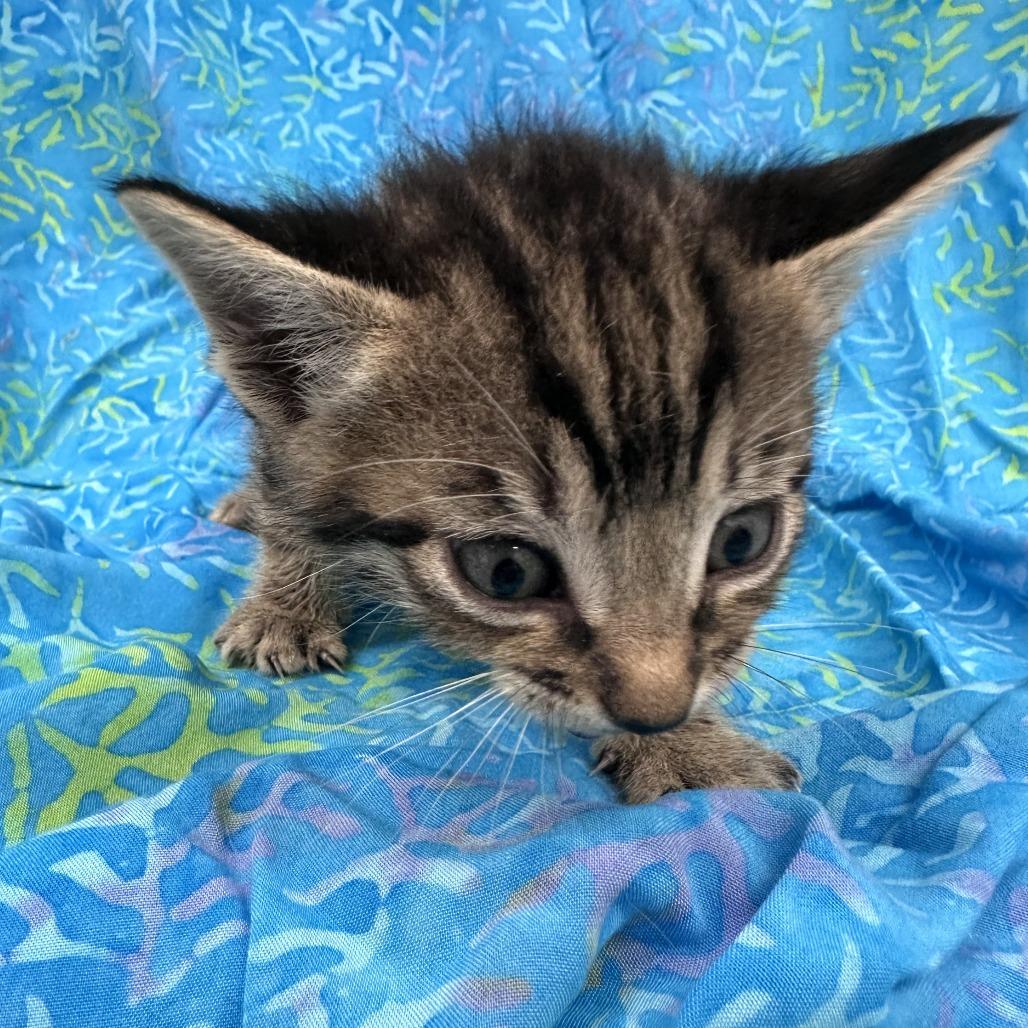 Enlarge Peppercorn, a Adoptable Domestic Short Hair in Folsom, LA image 1/1