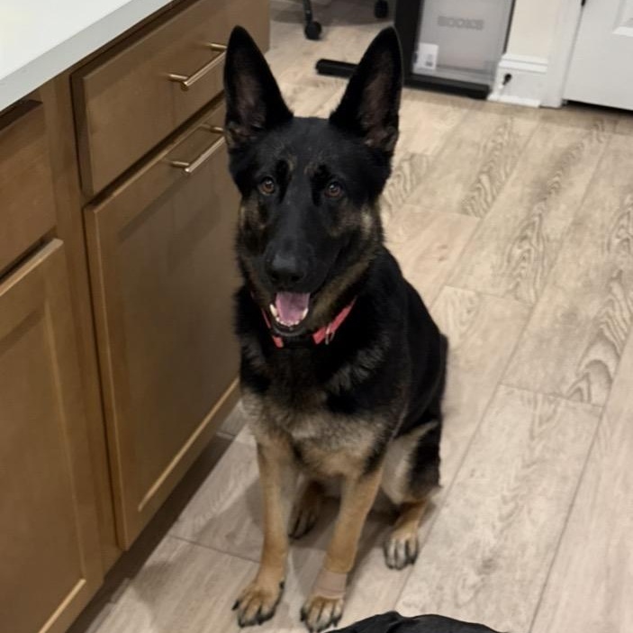 Java, an adopted German Shepherd Dog in Richmond, VA image 4/6