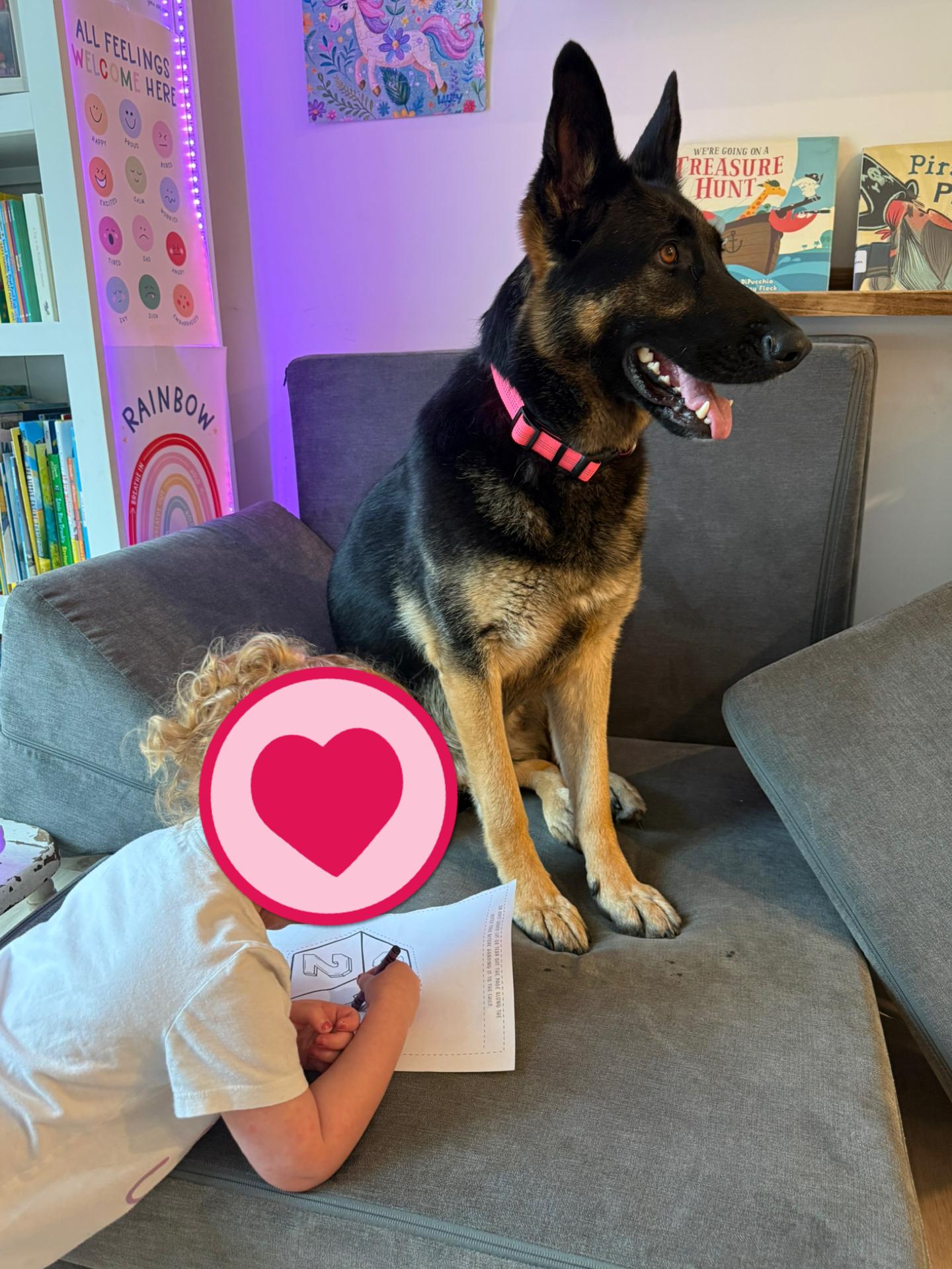 Java, an adopted German Shepherd Dog in Richmond, VA image 3/6