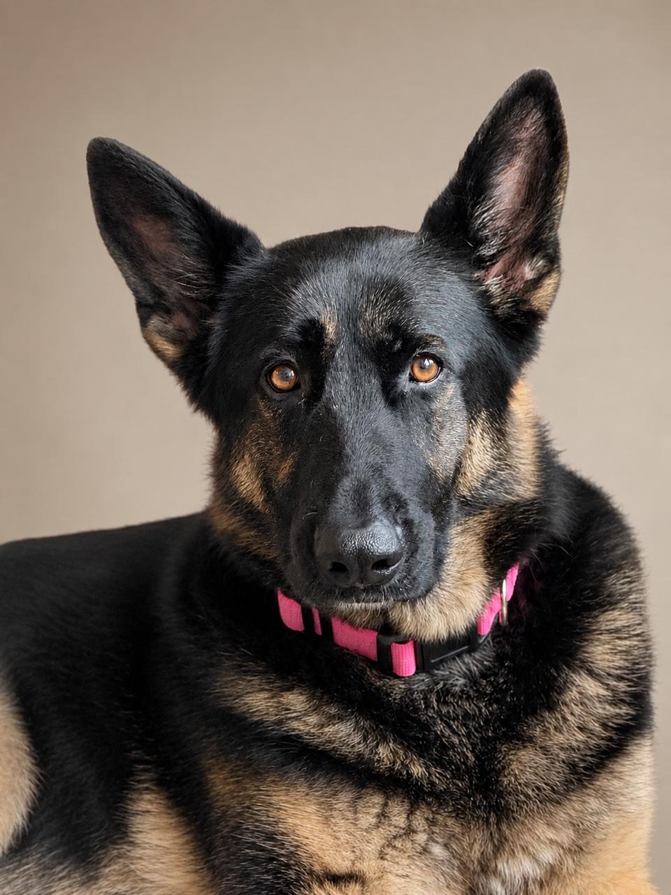 Java, an adopted German Shepherd Dog in Richmond, VA image 1/6