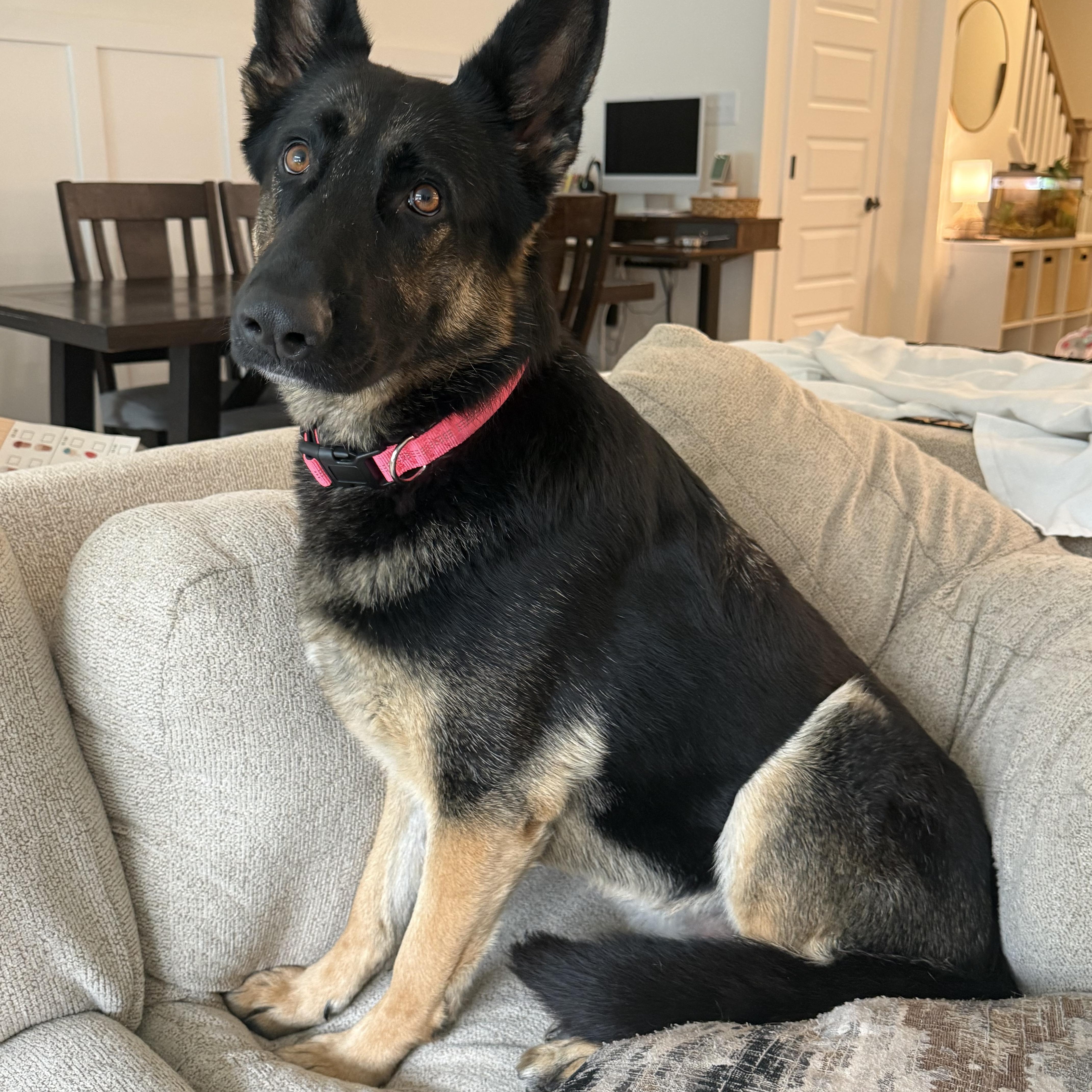 Java, an adopted German Shepherd Dog in Richmond, VA image 2/6