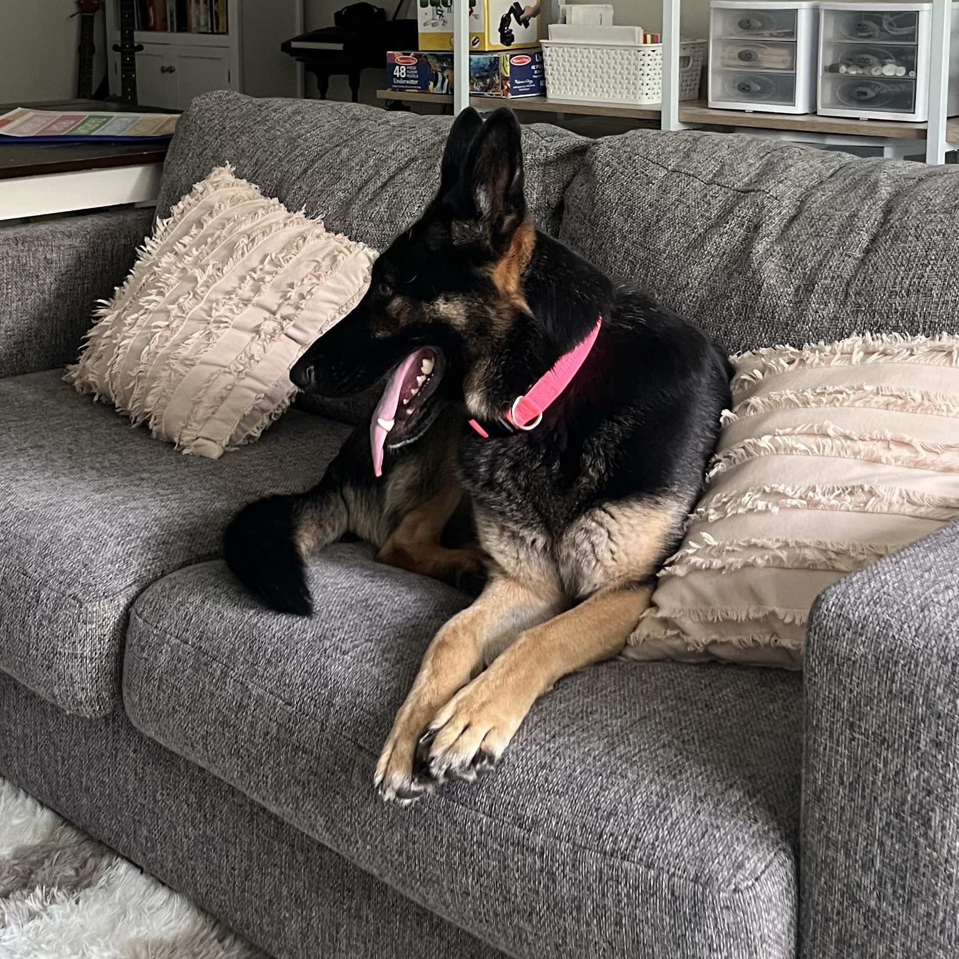 Java, an adopted German Shepherd Dog in Richmond, VA image 6/6