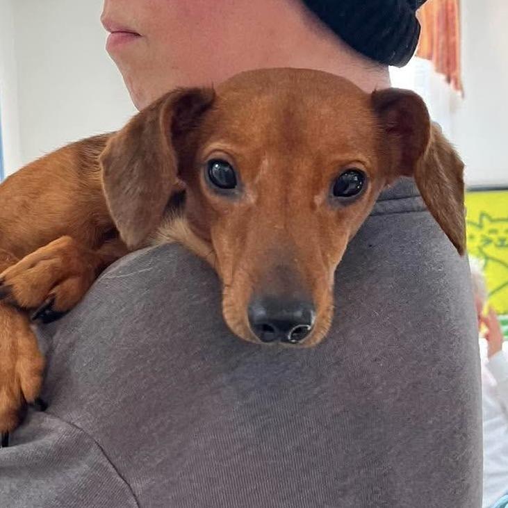 Enlarge Bandit, a Adoptable Dachshund in Franklin, PA image 1/1