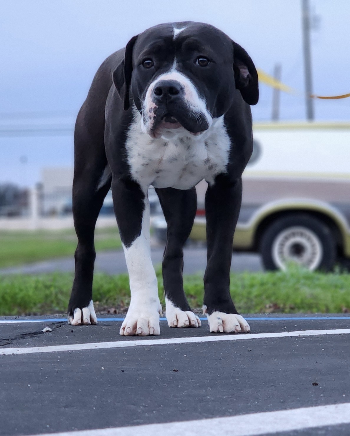 Cookie, Adopted, Young Female American Bulldog & Pit Bull Terrier.