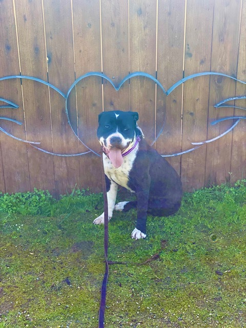 Cookie, Adopted, Young Female American Bulldog & Pit Bull Terrier.