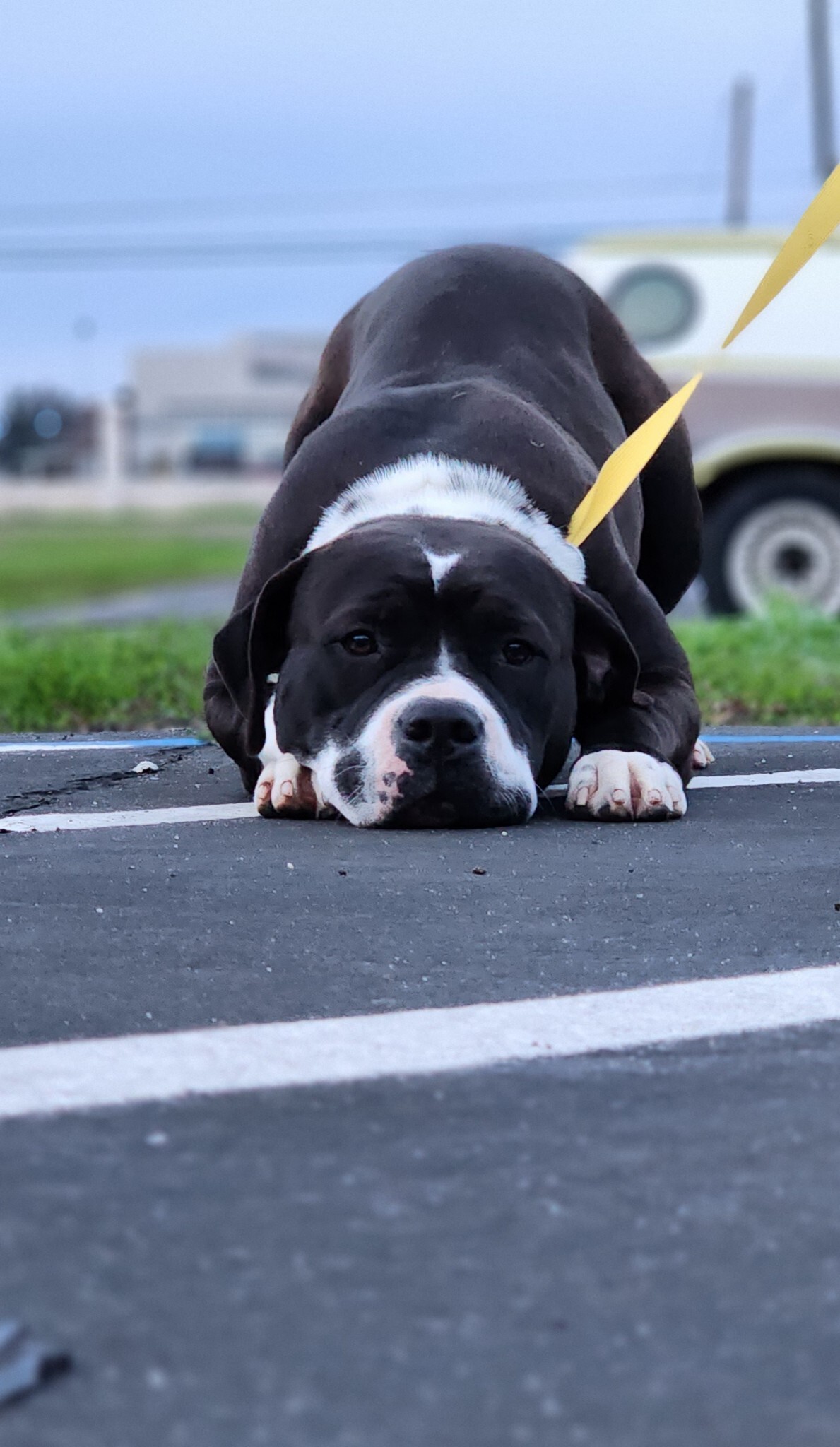 Enlarge Cookie, a Adopted mixed breed in Madera, CA image 3/5