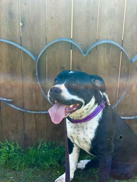 Enlarge Cookie, a Adopted mixed breed in Madera, CA image 4/5