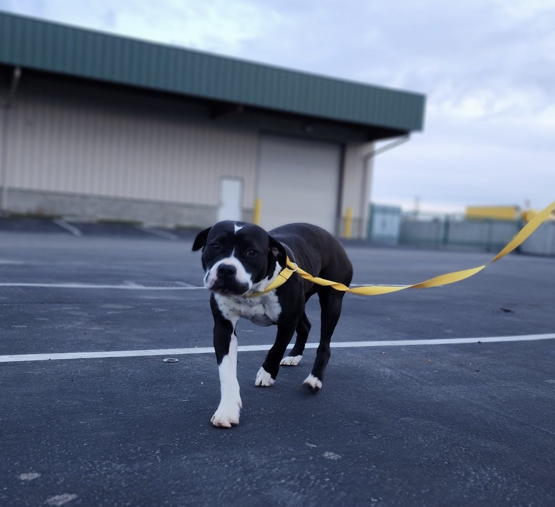 Enlarge Cookie, a Adopted mixed breed in Madera, CA image 5/5