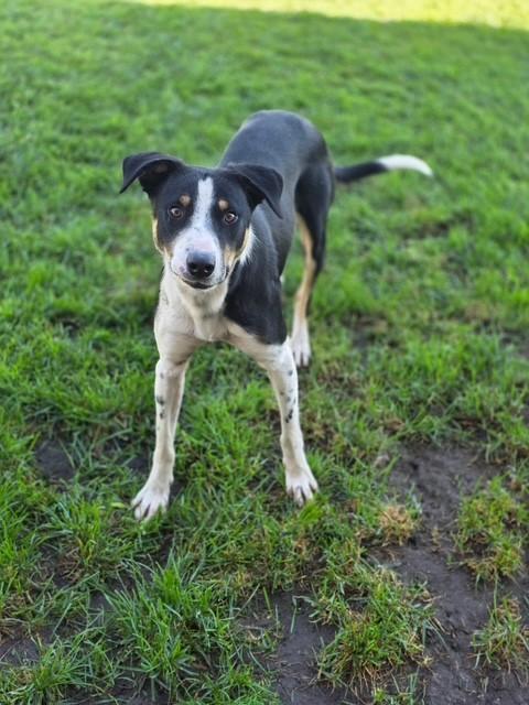 Enlarge Blaze, a Adoptable mixed breed in Manteca, CA image 1/1
