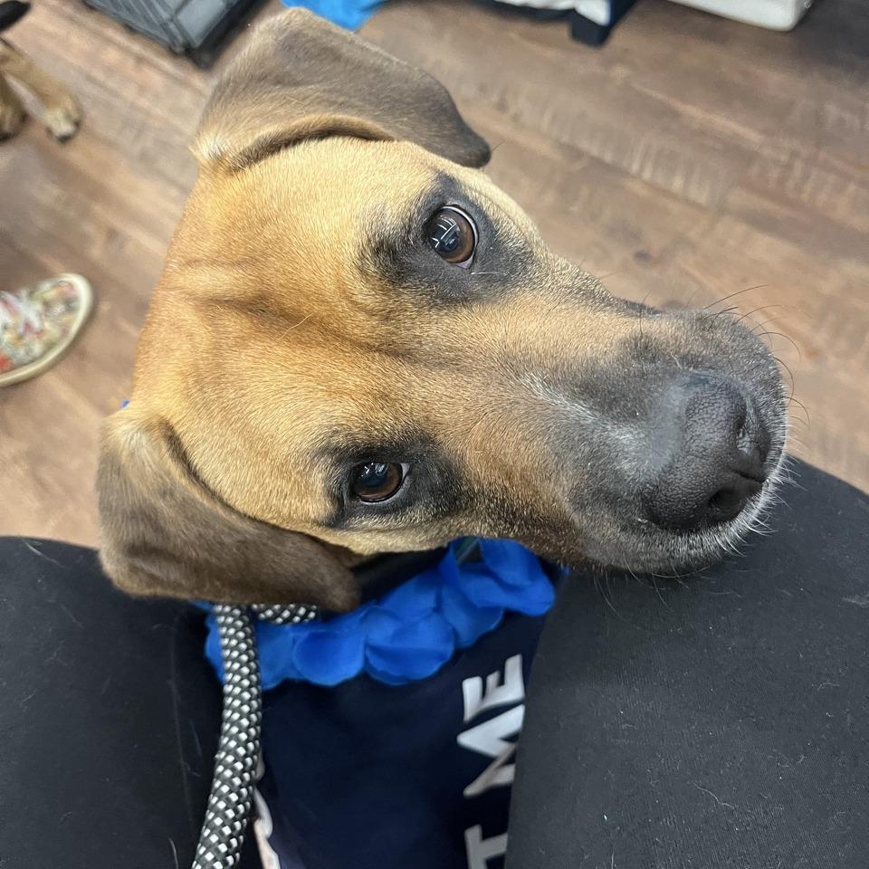 Sir Tan, Adoptable, Adult Male Beagle & Pit Bull Terrier.
