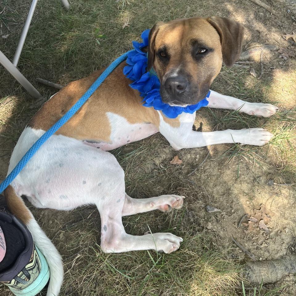 Enlarge Sir Tan, a Adoptable mixed breed in La Grange, KY image 2/4