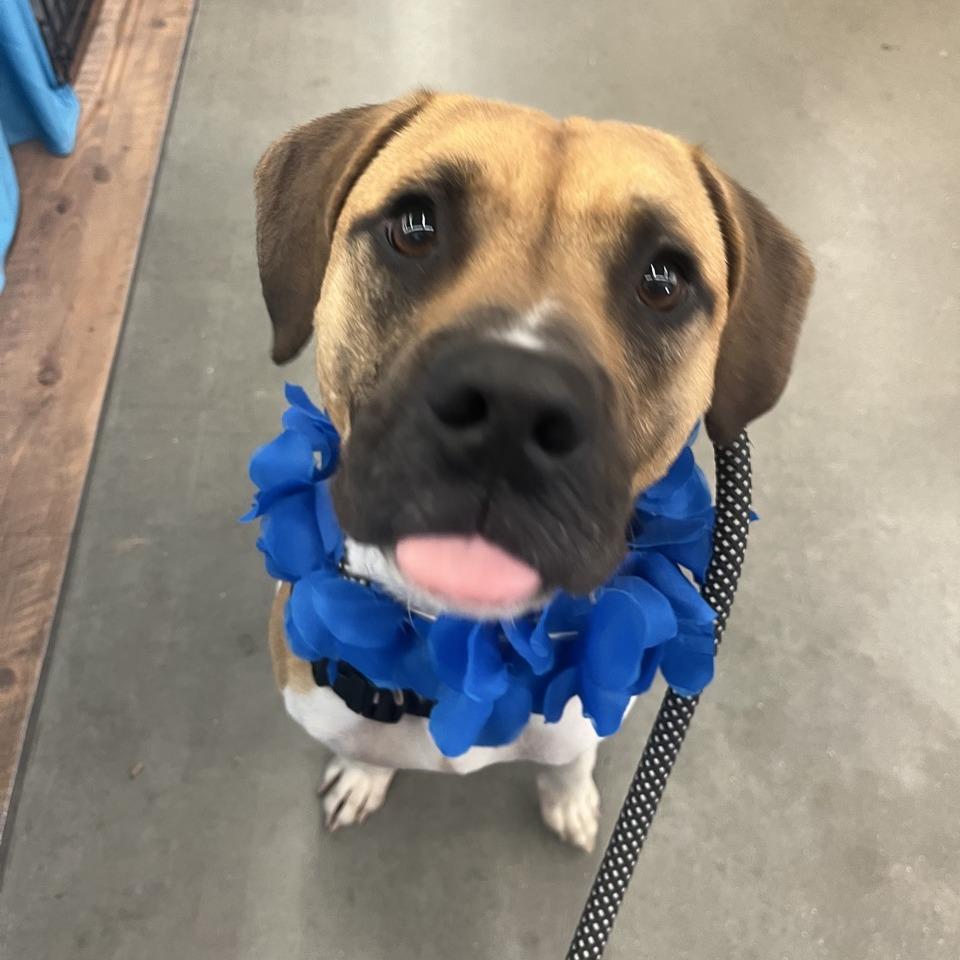 Enlarge Sir Tan, a Adoptable mixed breed in La Grange, KY image 3/4