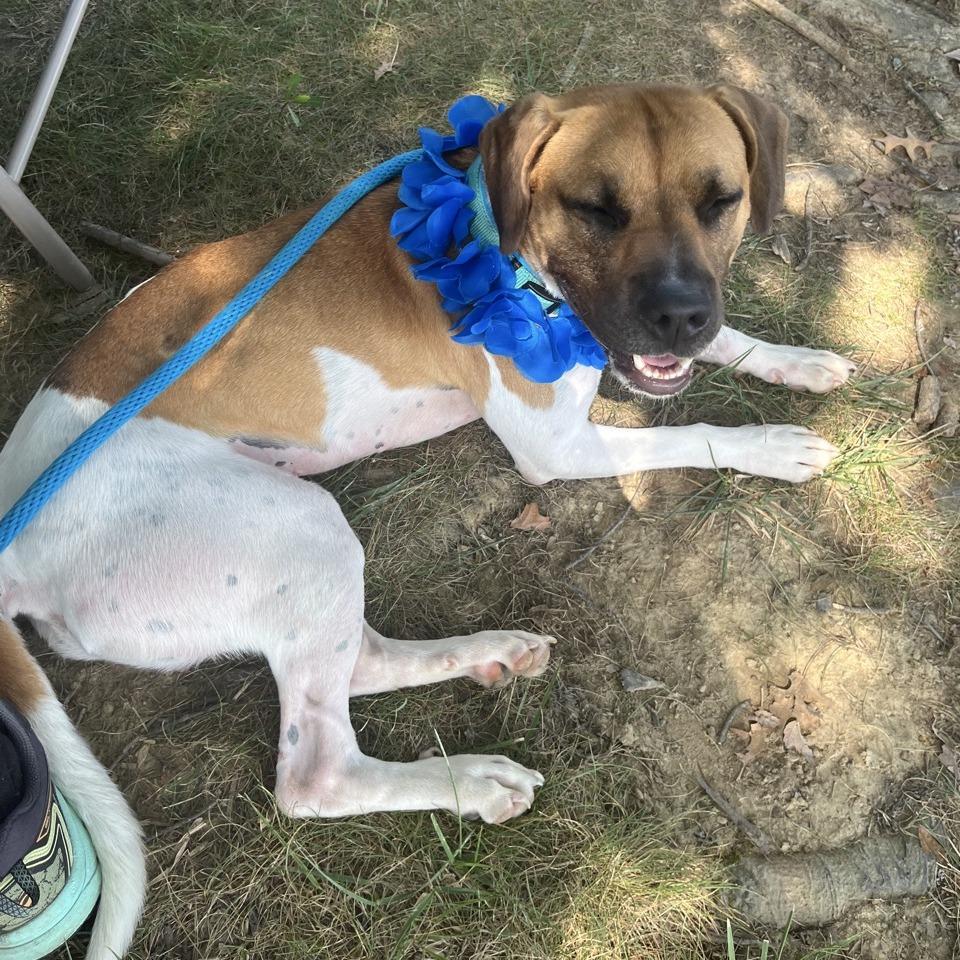 Enlarge Sir Tan, a Adoptable mixed breed in La Grange, KY image 4/4