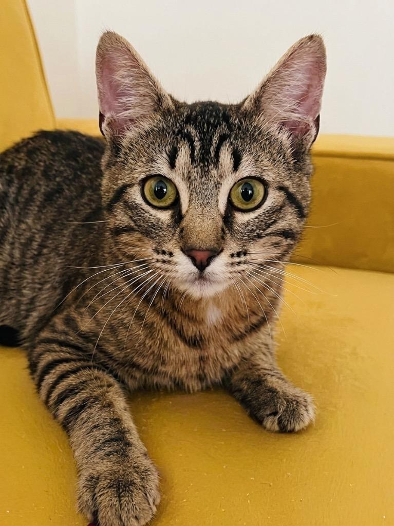 Finn, Adoptable, Kitten Male Domestic Short Hair.
