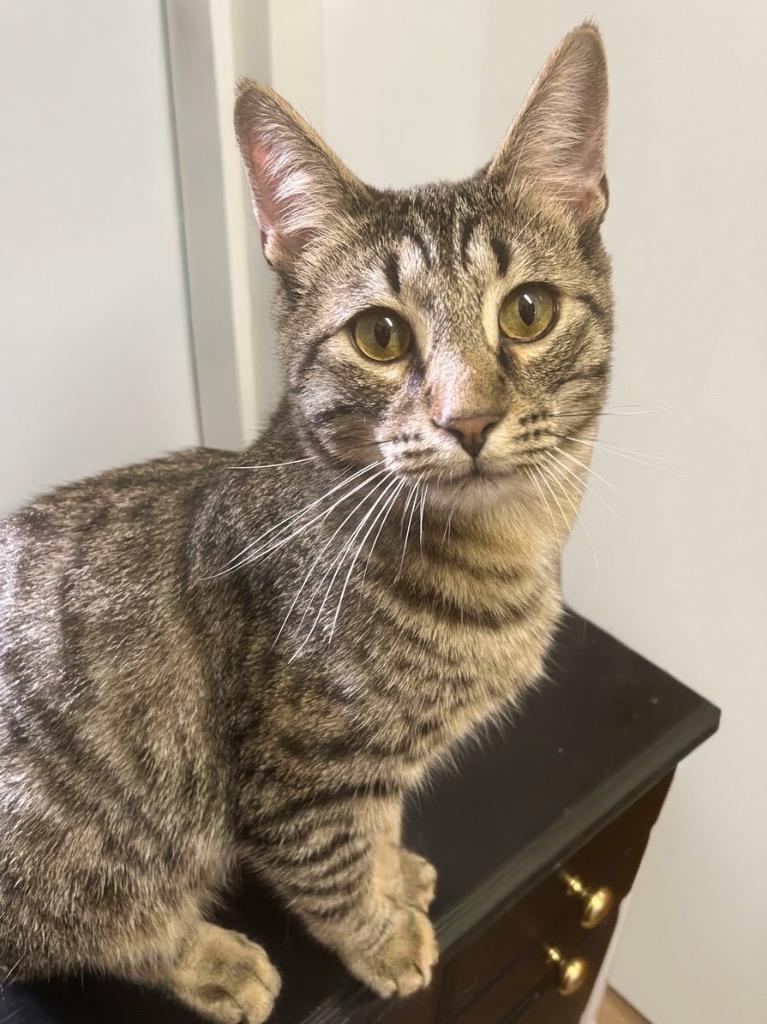 Enlarge Finn, a Adoptable Domestic Short Hair in Vashon, WA image 2/2