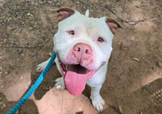 Enlarge BRUTUS, a Adoptable Pit Bull Terrier in Clyde, NC image 1/1