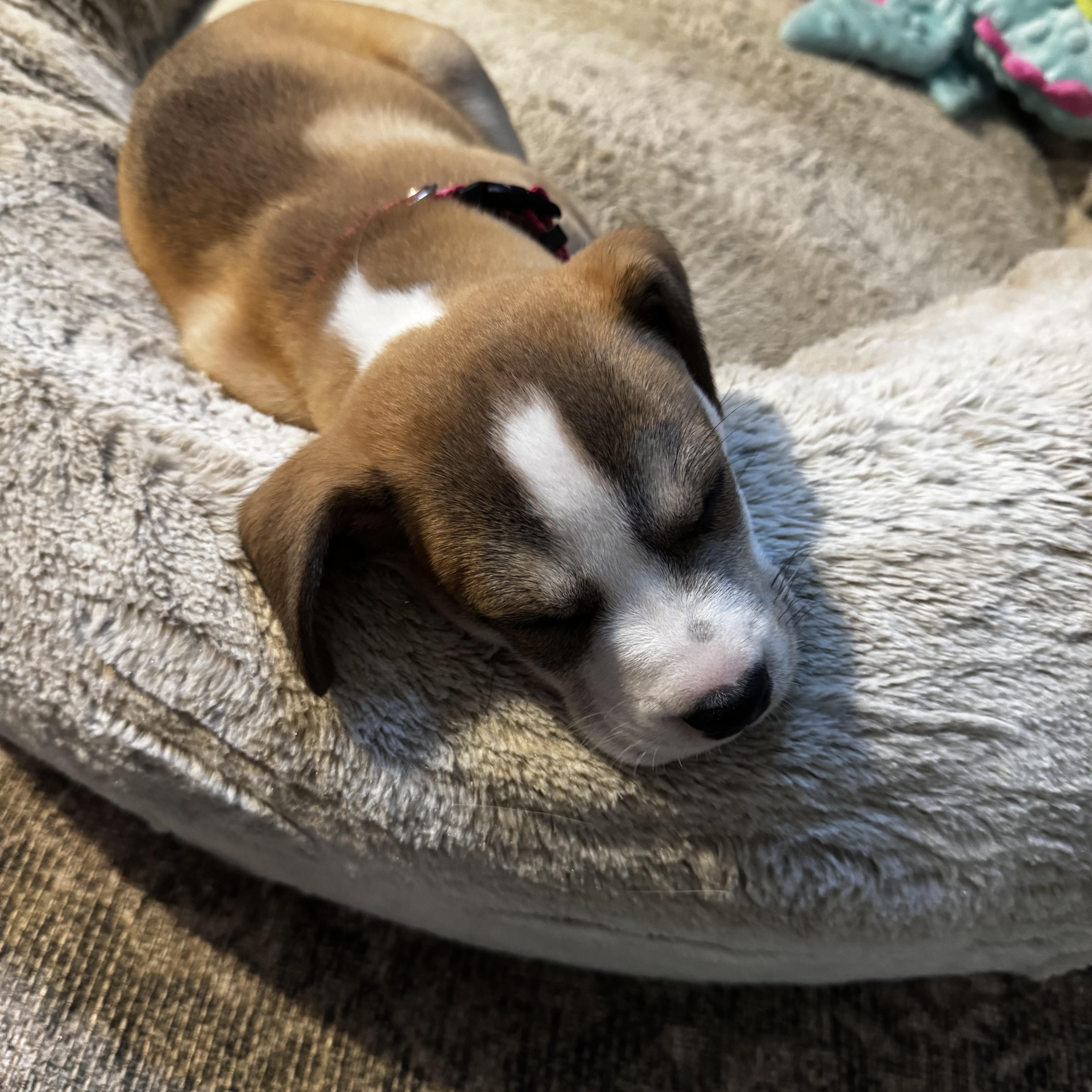 Enlarge Latte, a Adoptable mixed breed in Charlotte, NC image 4/4