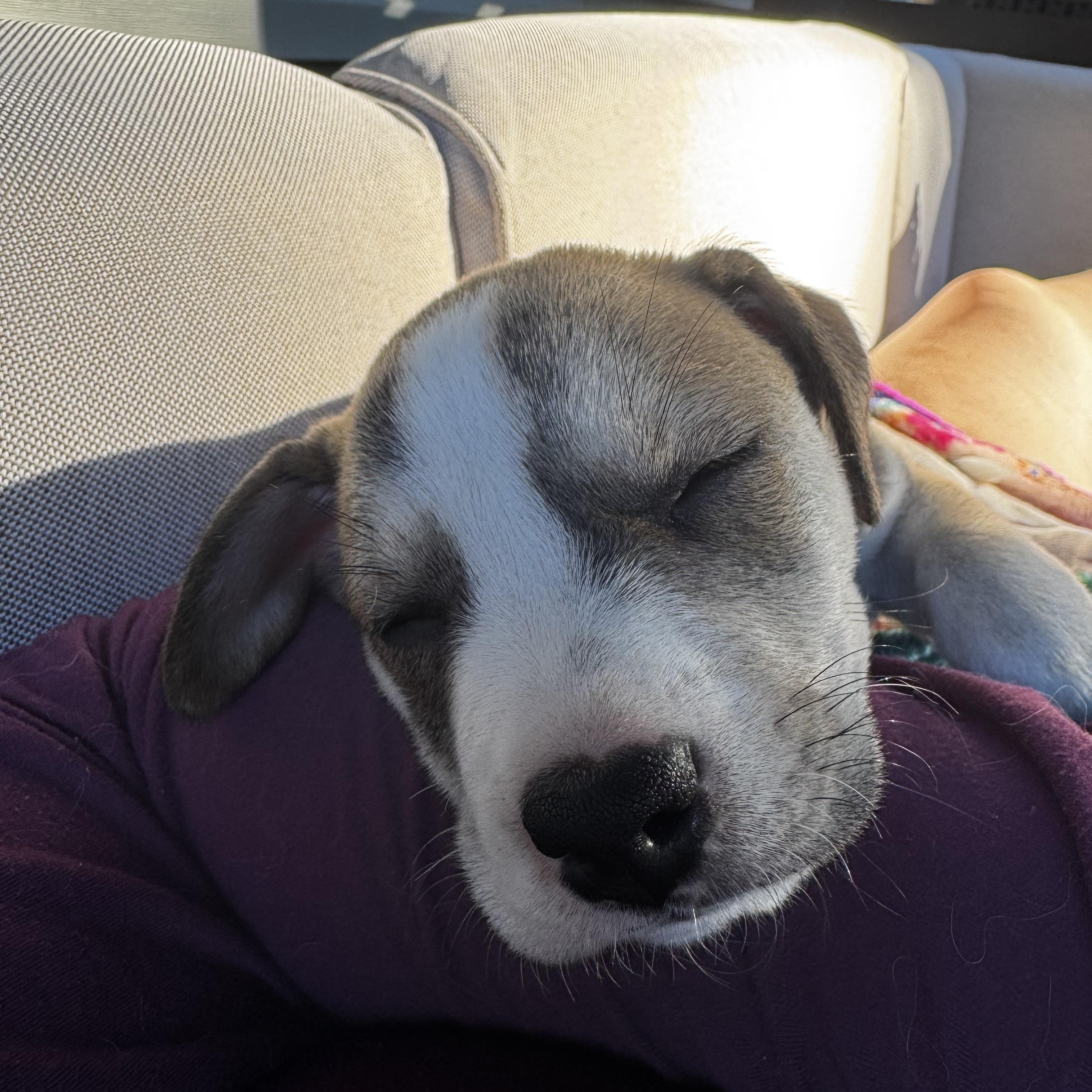 Enlarge Latte, a Adoptable mixed breed in Charlotte, NC image 3/4