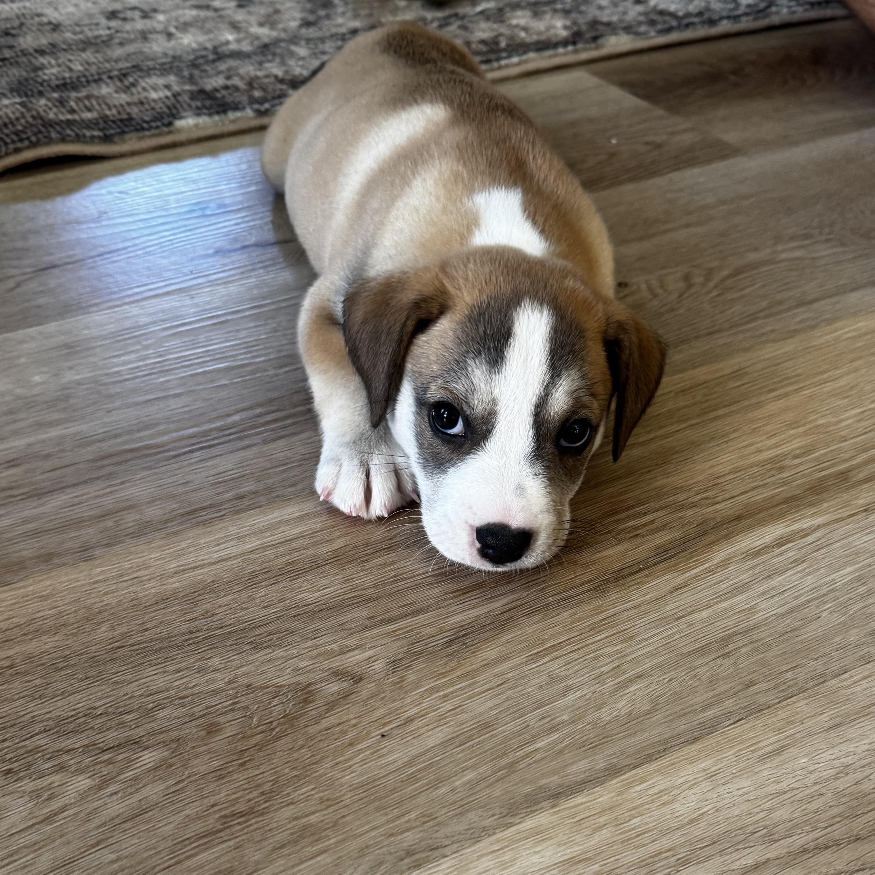 Latte, Adoptable, Puppy Female Beagle.