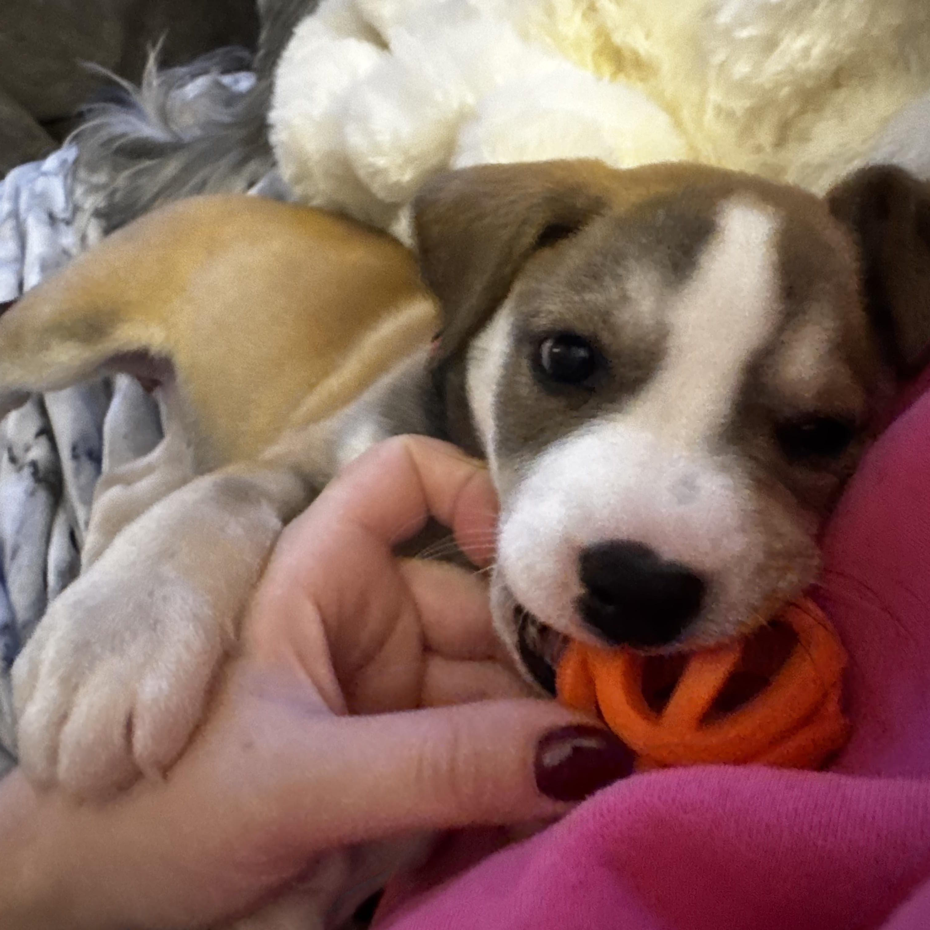 Enlarge Latte, a Adoptable mixed breed in Charlotte, NC image 2/4