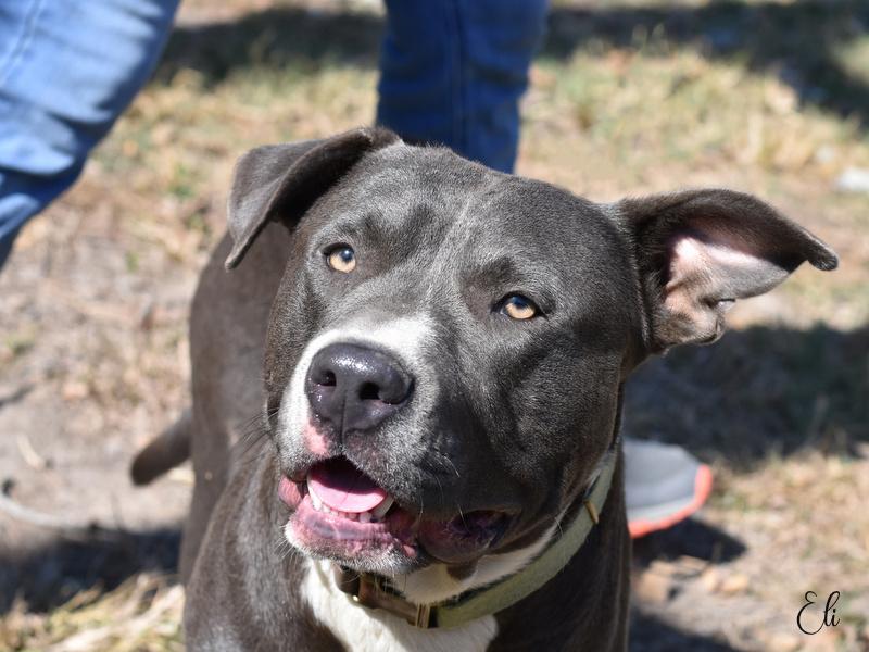 Enlarge Eli, a Adoptable mixed breed in Madison, WI image 3/6