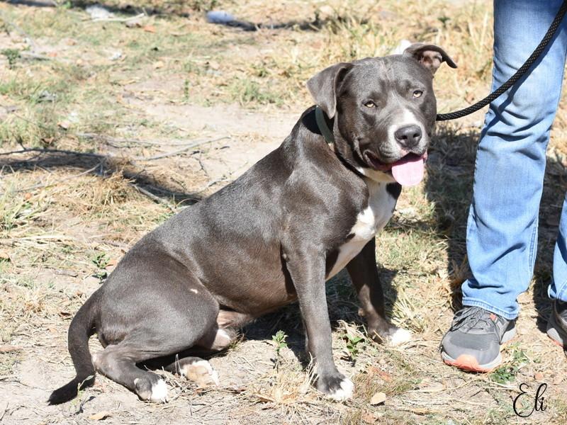 Enlarge Eli, a Adoptable mixed breed in Madison, WI image 4/6