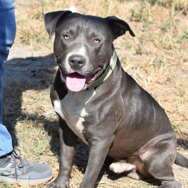 Enlarge Eli, a Adoptable mixed breed in Madison, WI image 1/6