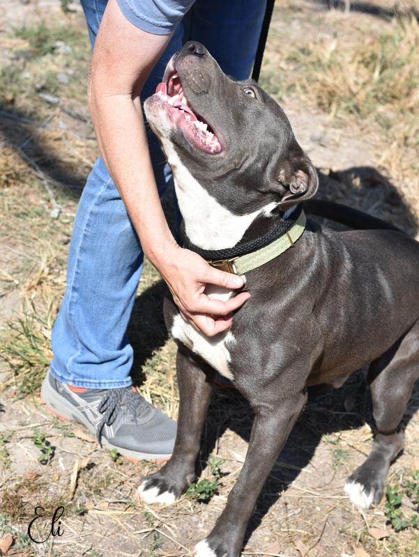 Enlarge Eli, a Adoptable mixed breed in Madison, WI image 6/6