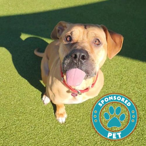 Meli, Adoptable, Adult Female American Staffordshire Terrier.