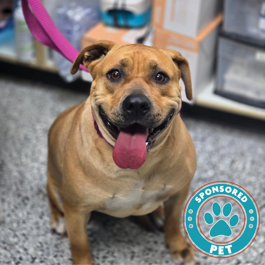 Enlarge Meli, a Adoptable American Staffordshire Terrier in Lakeland, FL image 1/1