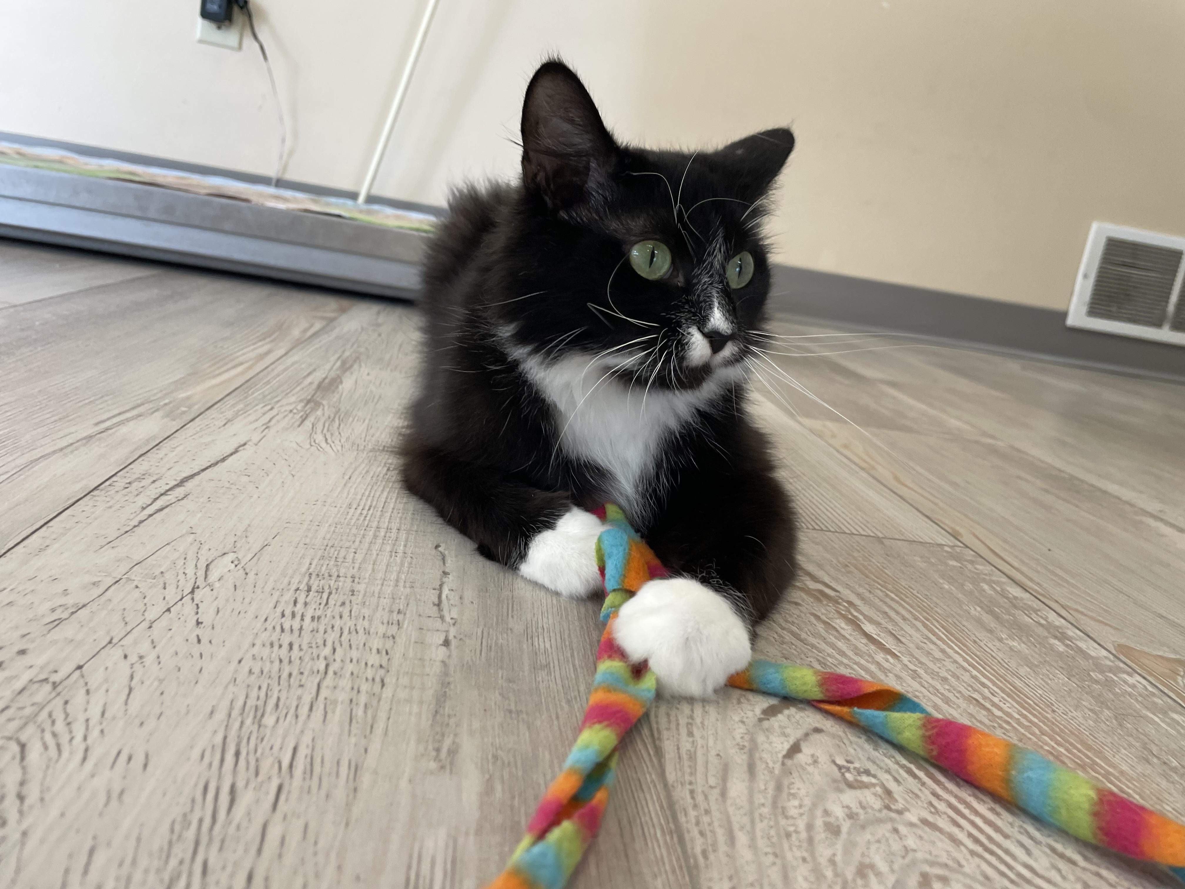 Milkshake, Adult Female Domestic Long Hair