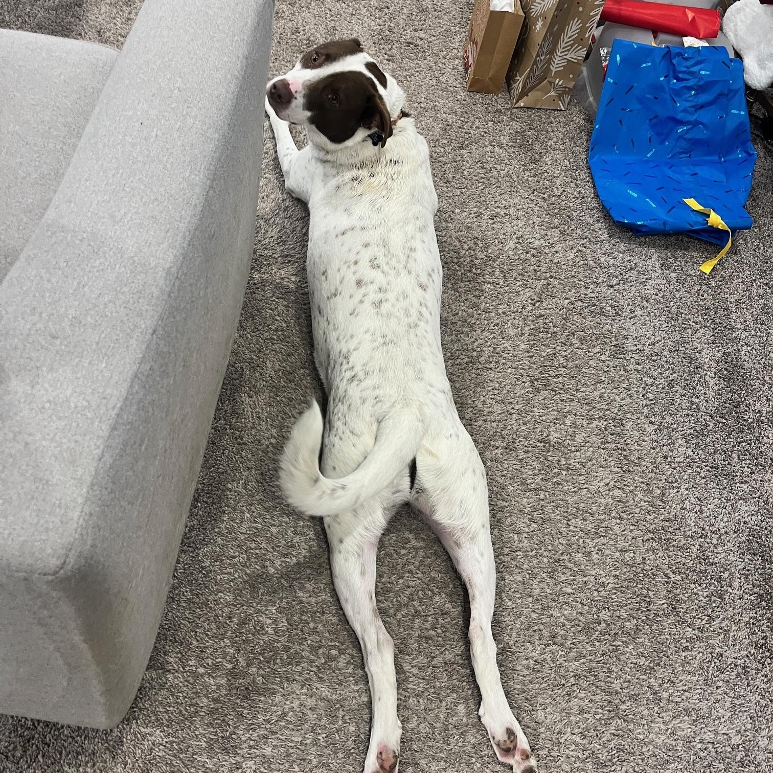 Harvey, a Adoptable Mixed Breed in Sioux Falls, SD image 2/6