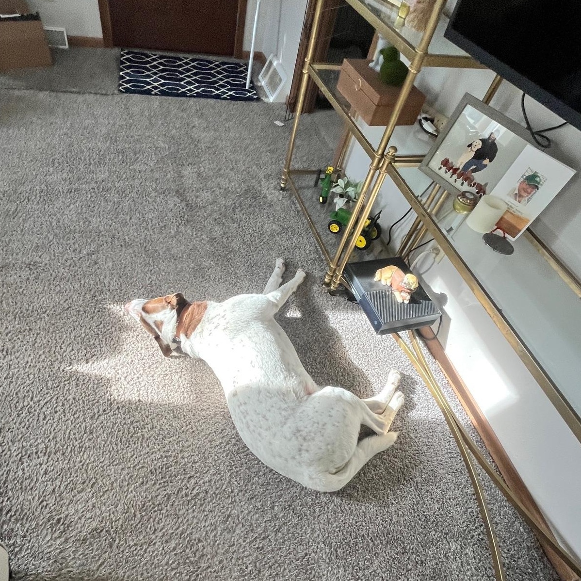 Harvey, a Adoptable Mixed Breed in Sioux Falls, SD image 3/6