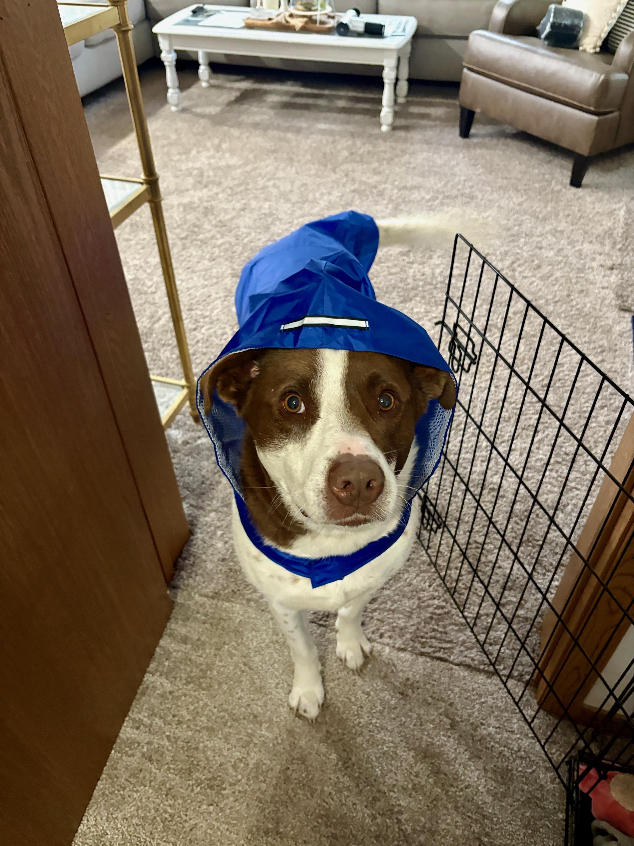 Harvey, a Adoptable Mixed Breed in Sioux Falls, SD image 4/6