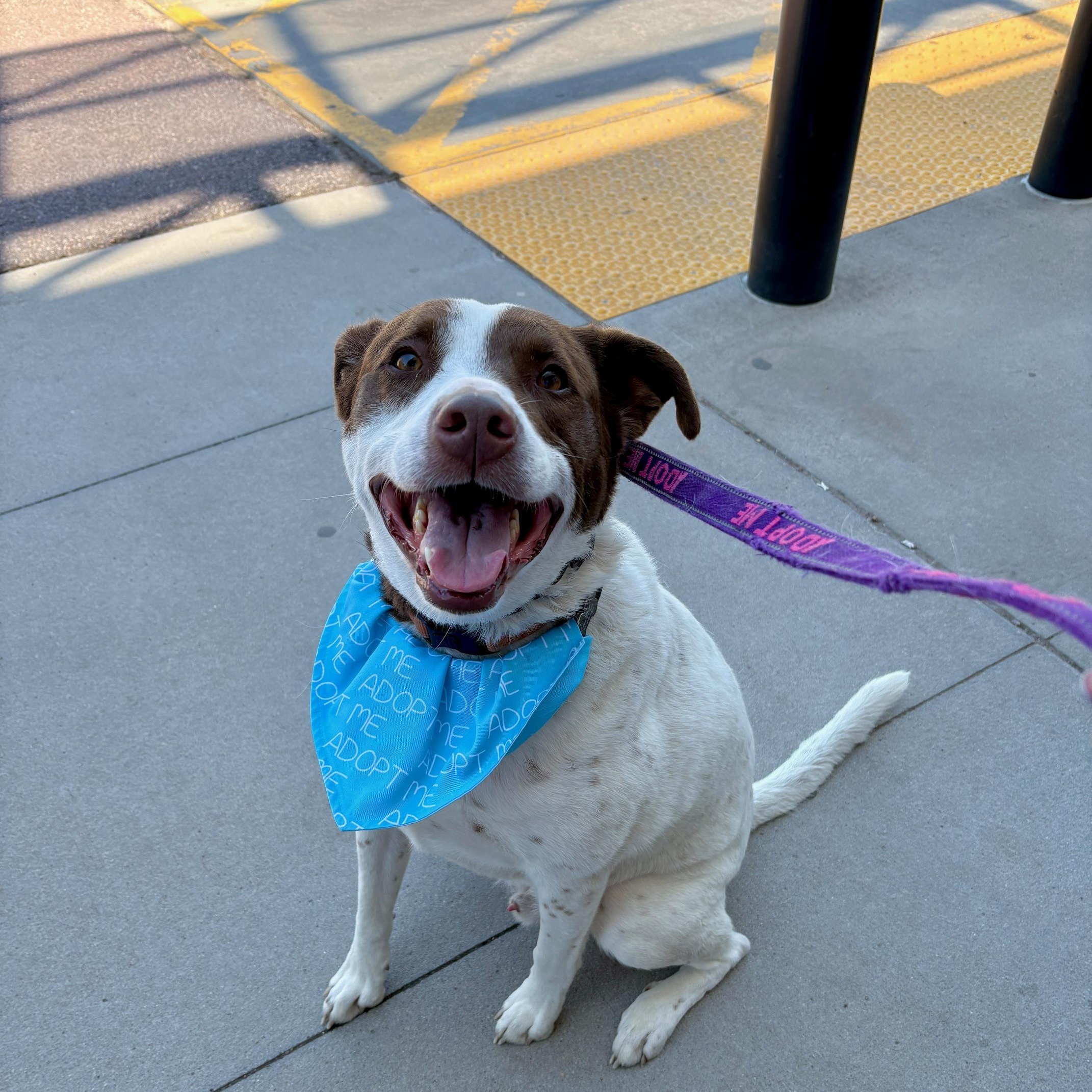 Harvey, a Adoptable Mixed Breed in Sioux Falls, SD image 5/6